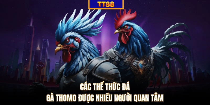 Các thể thức đá gà Thomo được nhiều người quan tâm