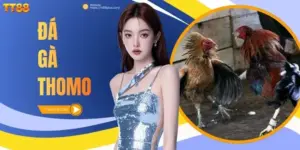 Đá gà Thomo