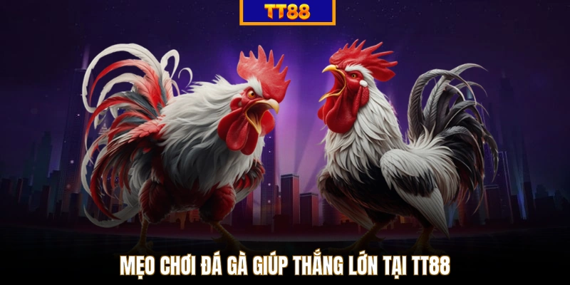 Mẹo chơi đá gà giúp thắng lớn tại TT88