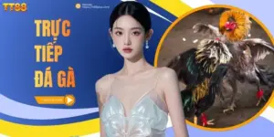 Trực tiếp đá gà